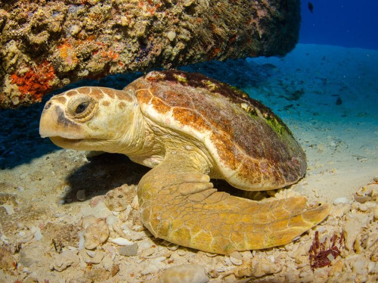 seaquarium-tortue-caouanne