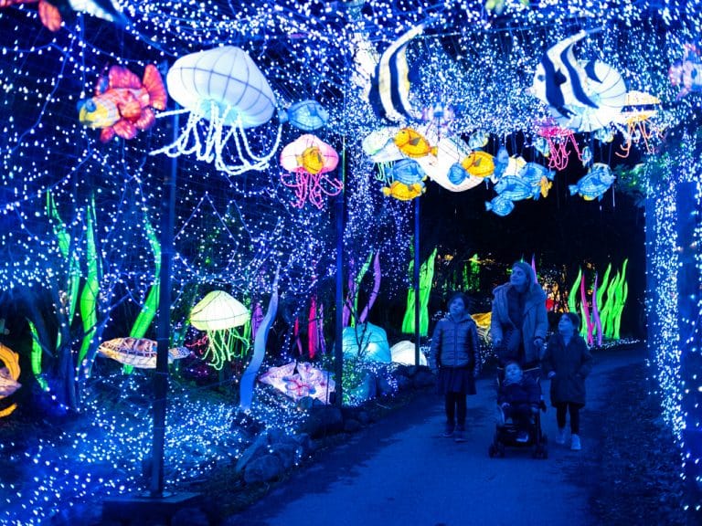 festival-lumieres-sauvages-peaugres