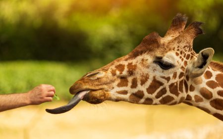 Séjour Safari de Peaugres & Nuit Insolite