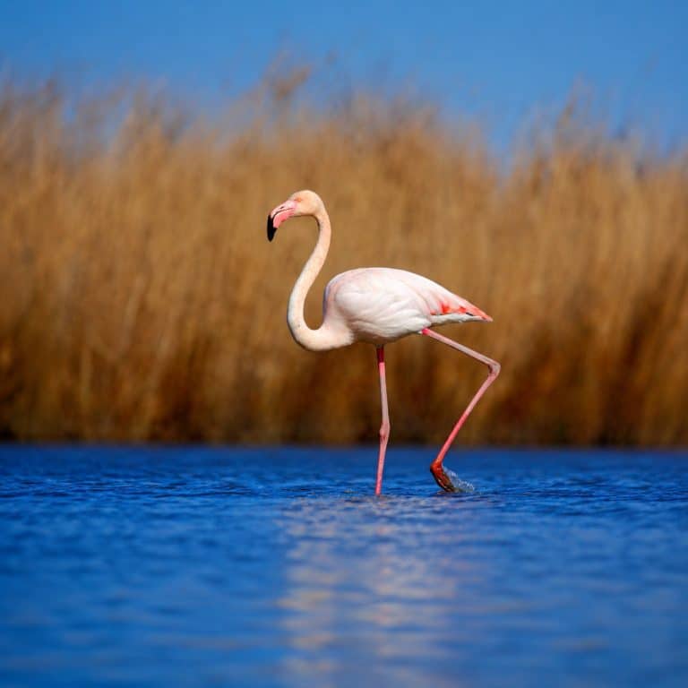 Flamant rose dans les marais de Camargue près des Saintes-Maries-de-la-Mer