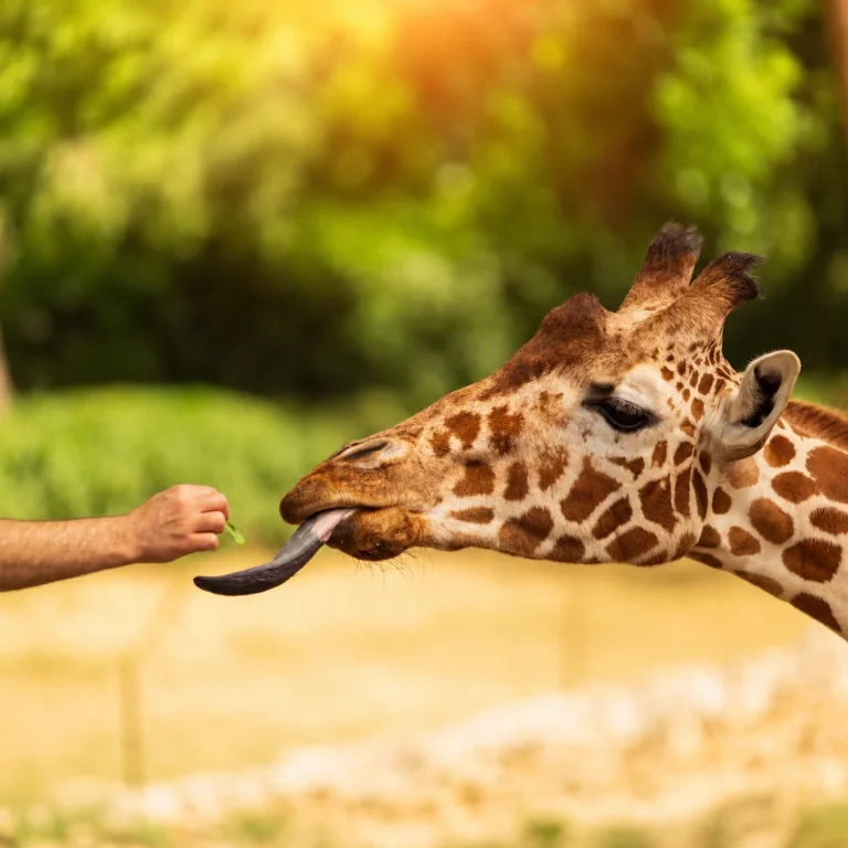 Girafe tendant sa longue langue vers une feuille présentée par une main.