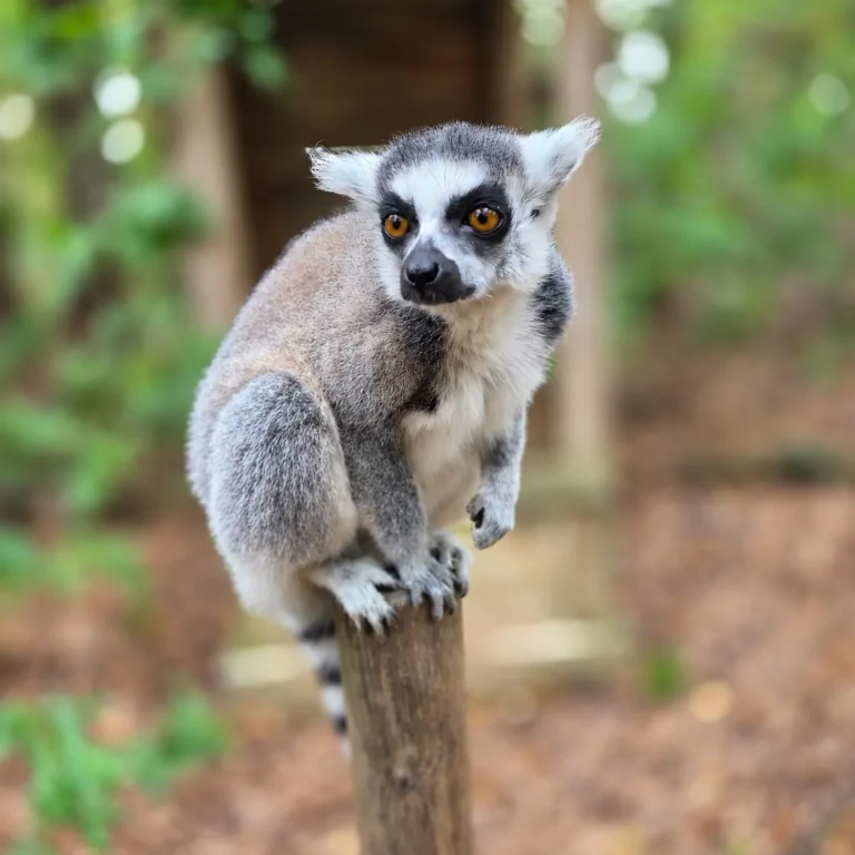Maki catta aux yeux dorés, assis sur un poteau en bois devant une végétation floue.