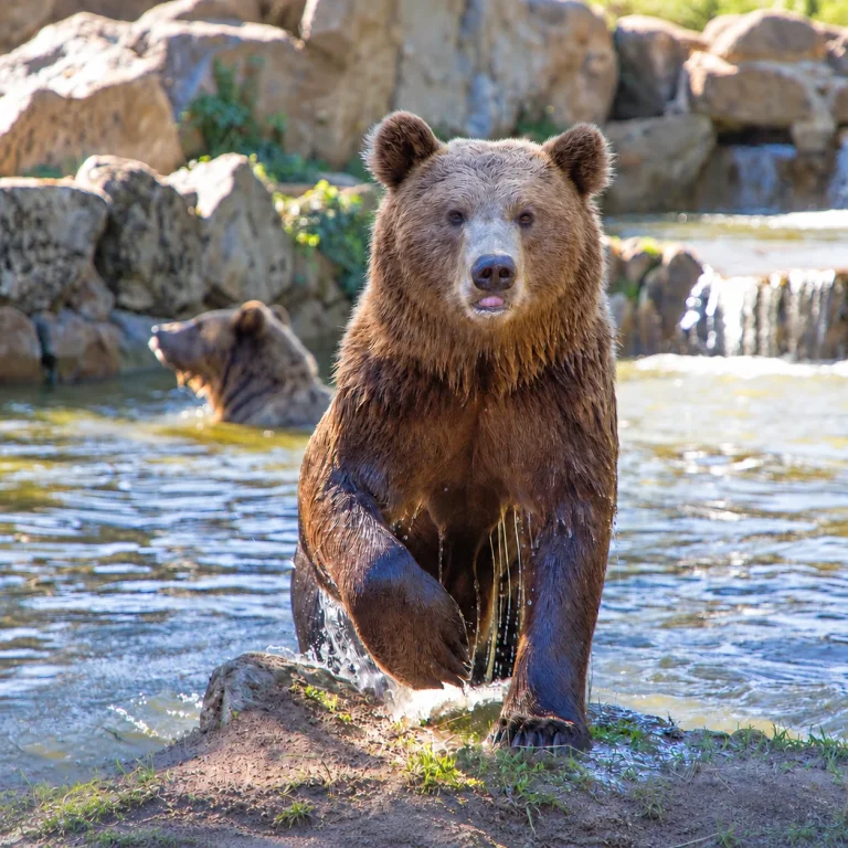 Ours brun sortant d’un bassin, avec un second ours dans l’eau et une cascade en arrière-plan.